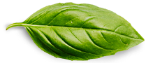 Gardeny Seeds basil leaf decorative graphic