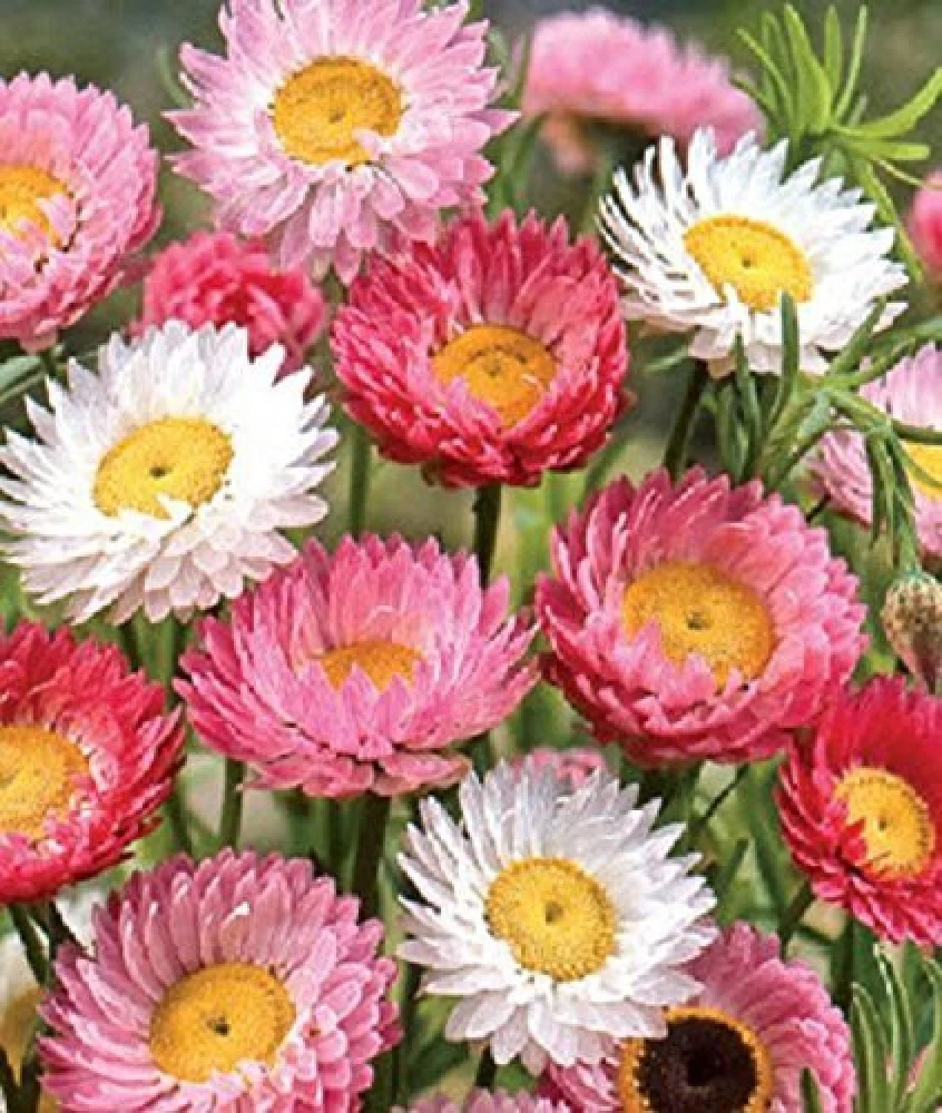 Acroclinium roseum flower seeds for growing papery, everlasting strawflower blooms in pink and white in gardens and containers.