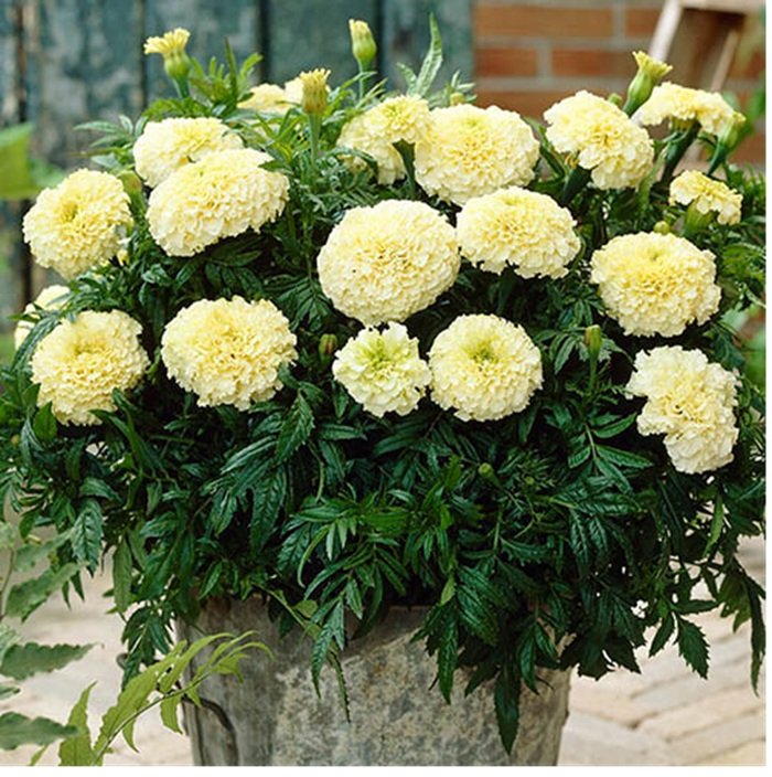 Marigold White - Image 2