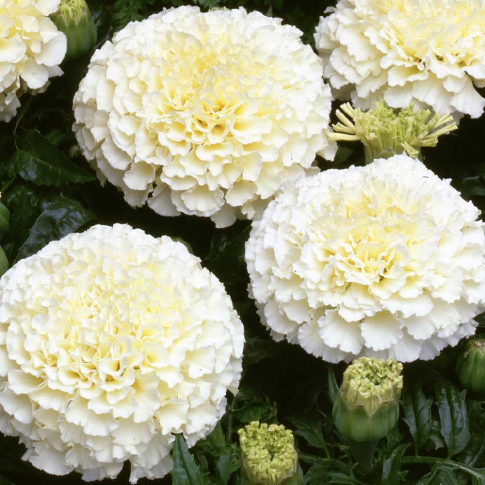Marigold White flower seeds for growing bright white marigold blooms in gardens, pots, and containers.