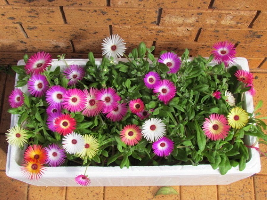 Mesembryanthemum - Image 2