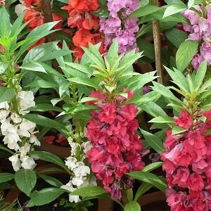 Balsam Mix flower seeds for growing colorful balsam blooms in gardens, flower beds, pots, and containers.
