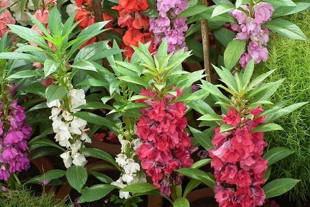 Balsam Mix flower seeds for growing colorful balsam blooms in gardens, flower beds, pots, and containers.