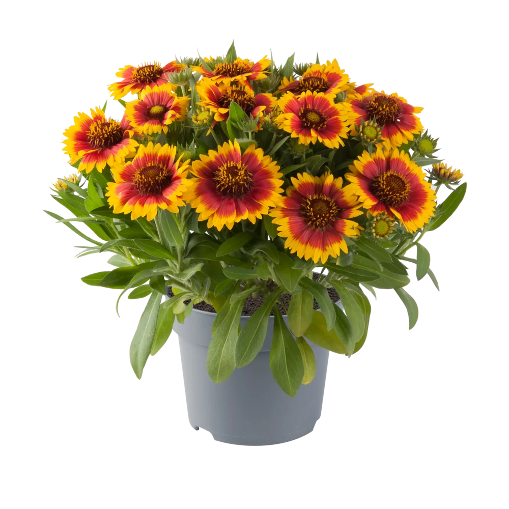 Gaillardia aristata - Image 2
