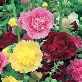 Hollyhock Double Mix flower seeds for growing colorful double blooms in gardens, flower beds, borders, pots, and containers.