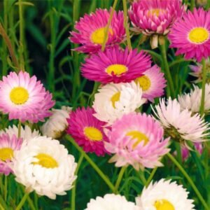 Acroclinium roseum flower seeds for growing everlasting strawflower blooms in gardens and containers.