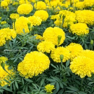 Marigold Yellow flower seeds for growing bright yellow marigold blooms in gardens, pots, containers, and flower beds.