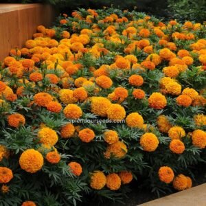 Marigold Orange flower seeds for growing bright orange marigold blooms in gardens, pots, containers, and flower beds.
