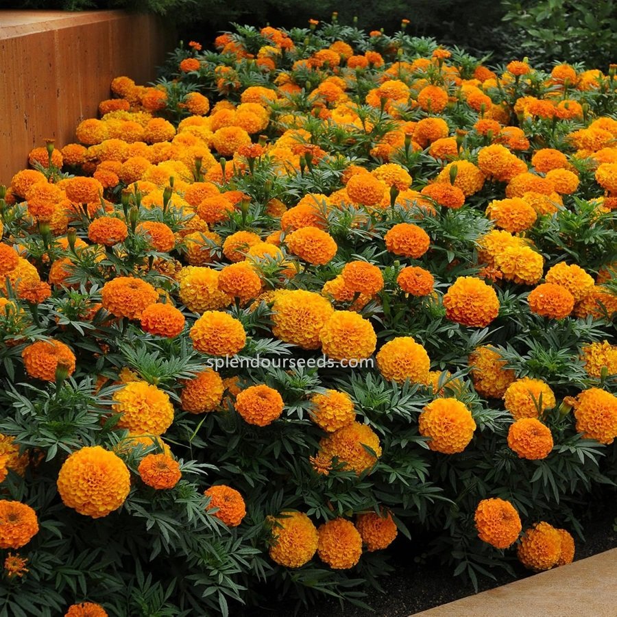 Marigold Orange flower seeds for growing bright orange marigold blooms in gardens, pots, containers, and flower beds.