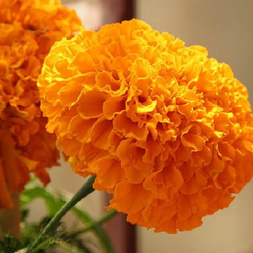 Marigold Orange - Image 2