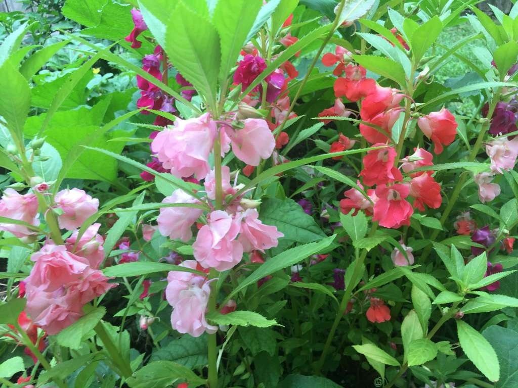 Balsam - Image 2