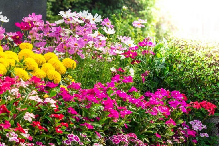 Colorful flower garden grown from Splendour Seeds flower seeds