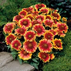 Gaillardia aristata flower seeds for growing vibrant red and yellow daisy-like flowers in gardens, pots, and containers.