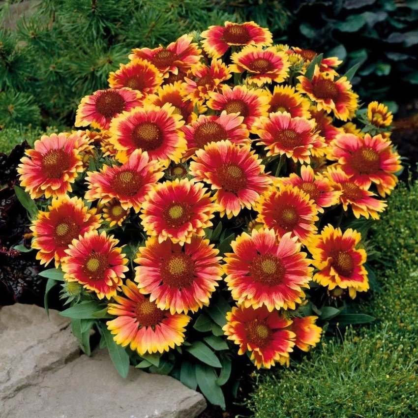 Gaillardia aristata flower seeds for growing vibrant red and yellow daisy-like flowers in gardens, pots, and containers.