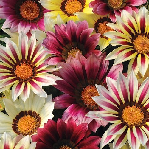 Gazania Mix flower close-up with bright daisy-like petals