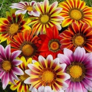 Gazania striped variety flower seeds in bloom