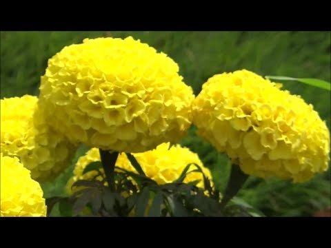 Marigold Yellow - Image 2