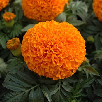 Marigold Orange - Image 3