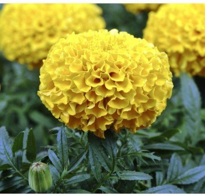 Marigold Yellow - Image 3
