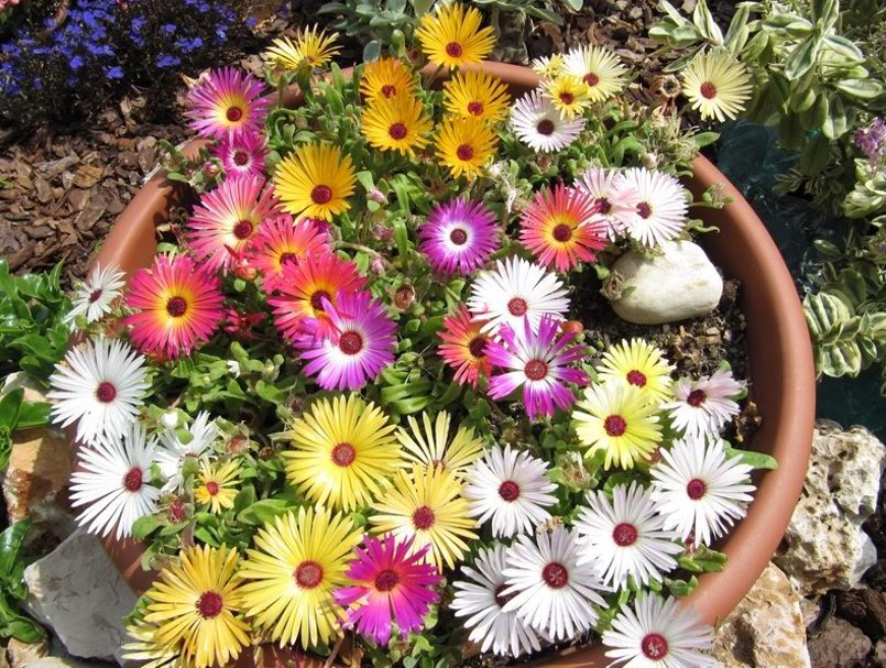Mesembryanthemum - Image 3