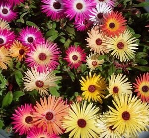 Mesembryanthemum mix flower seeds for growing colorful, vibrant blooms in gardens, pots, containers, and rock gardens.
