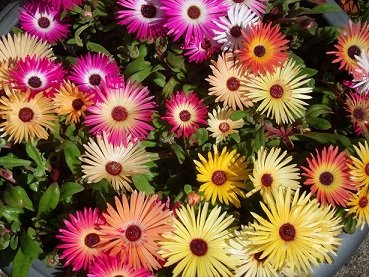 Mesembryanthemum mix flower seeds for growing colorful, vibrant blooms in gardens, pots, containers, and rock gardens.