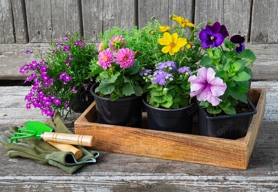 buy vegetable and flower seeds online India