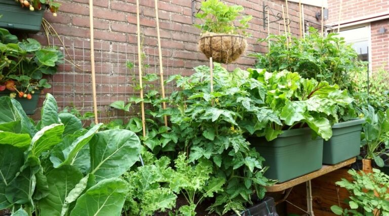 Fresh vegetable harvest from Splendour Seeds vegetable seeds