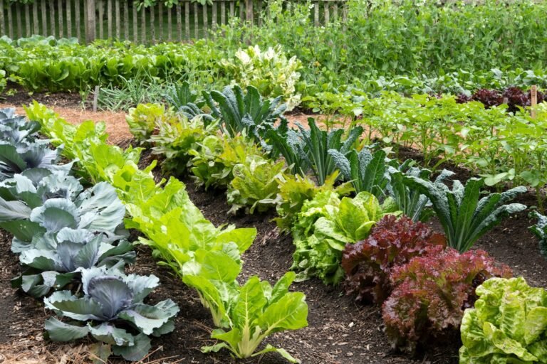 Winter vegetable seeds for home garden
