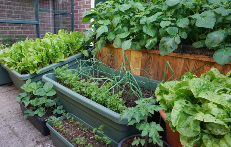 Summer vegetable seeds for kitchen garden India