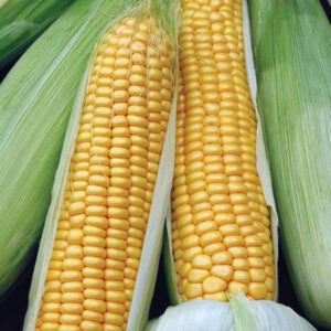 Sweet corn vegetable seeds for planting and growing fresh, healthy corn cobs in home gardens and farms.