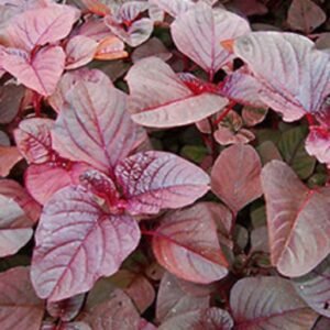 Red Amaranthus vegetable seeds and spinach seeds for planting and home gardening