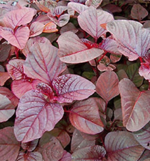 Red Amaranthus vegetable seeds and spinach seeds for planting and home gardening