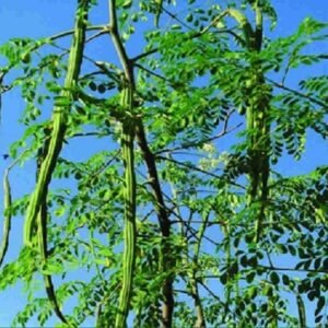 Moringa vegetable seeds for planting and growing healthy moringa drumstick plants in home gardens and farms.