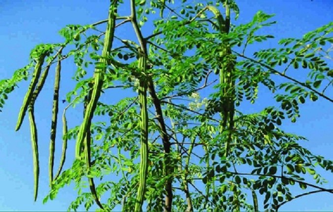 Moringa vegetable seeds for planting and growing healthy moringa drumstick plants in home gardens and farms.