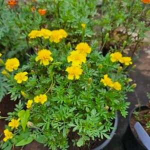 French Marigold Yellow plant in full bloom in a home garden