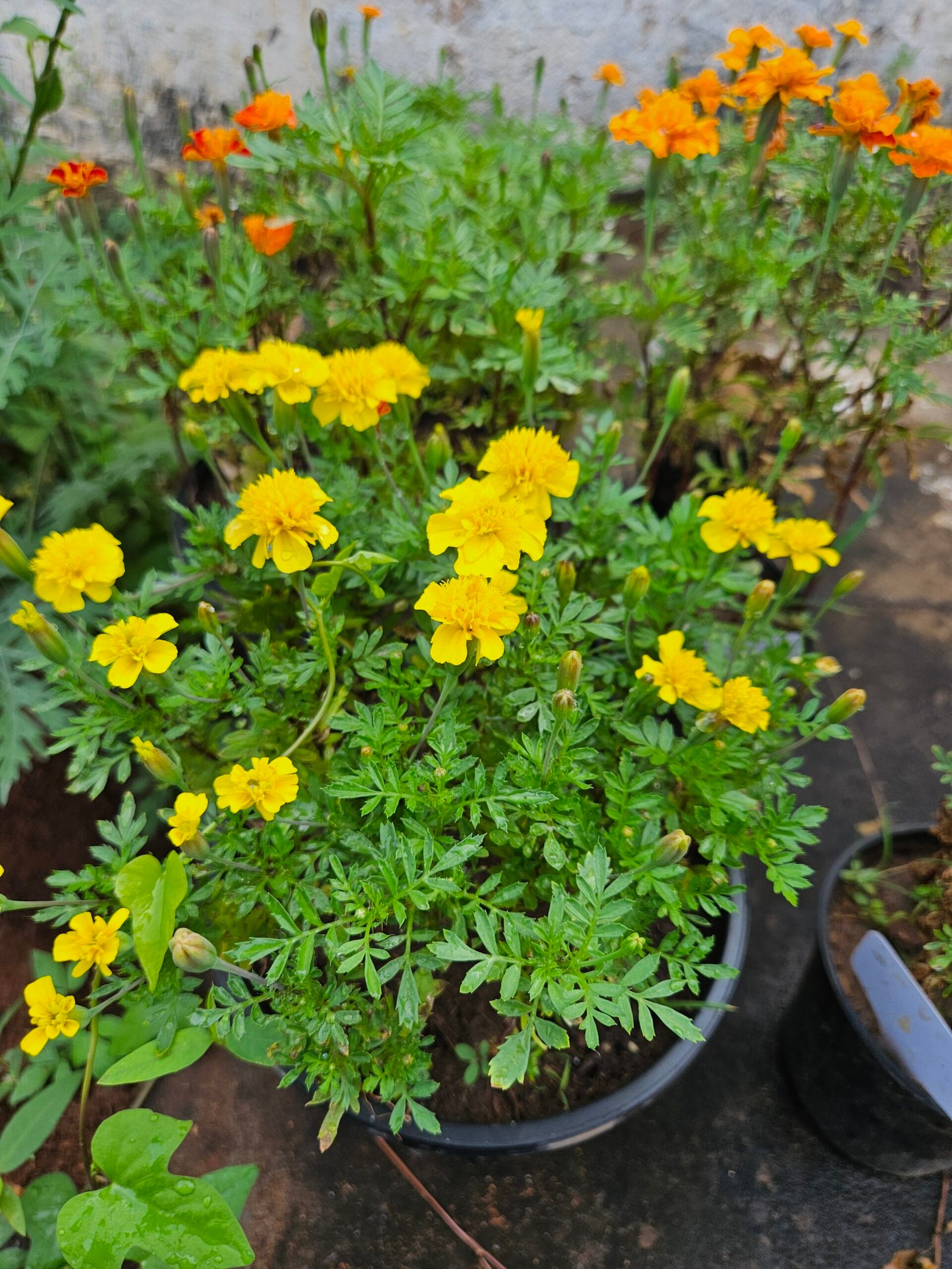 French Marigold Yellow plant in full bloom in a home garden