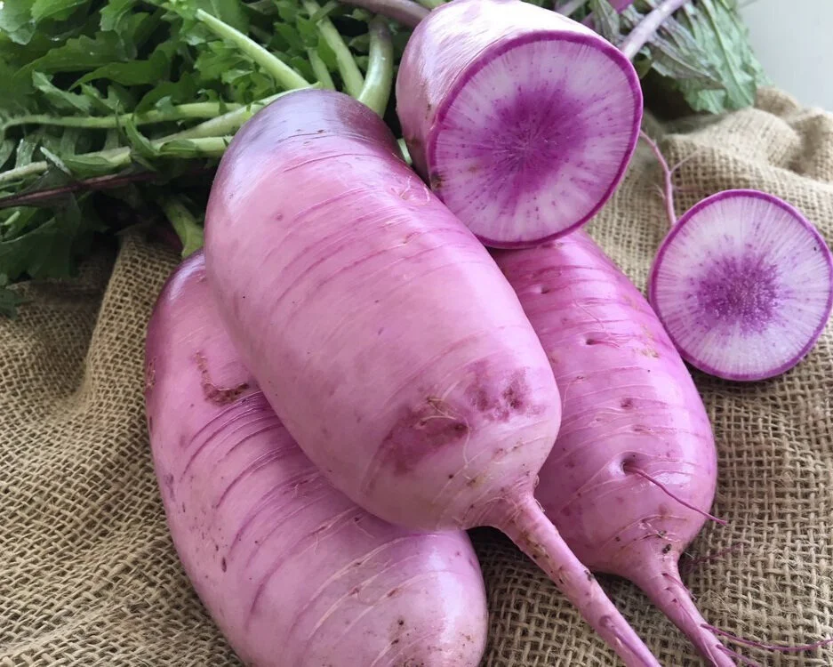 Purple radish vegetable seeds for planting and growing fresh, healthy round-to-oblong purple radish roots in home gardens and farms.
