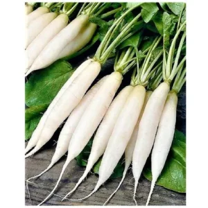 White radish vegetable seeds for planting and growing in home gardens