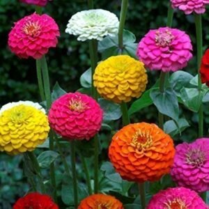 Zinnia Lilliput Mix flower seeds for growing colorful, compact zinnia blooms in gardens, pots, and containers.