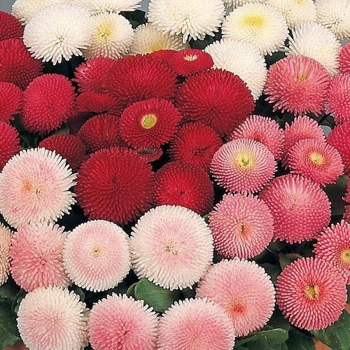 Bellis perennis - Pomponette Mixed - Image 2
