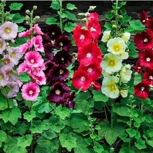 Hollyhock Tall flower seeds for growing tall, colorful hollyhock blooms in gardens, borders, and flower beds.