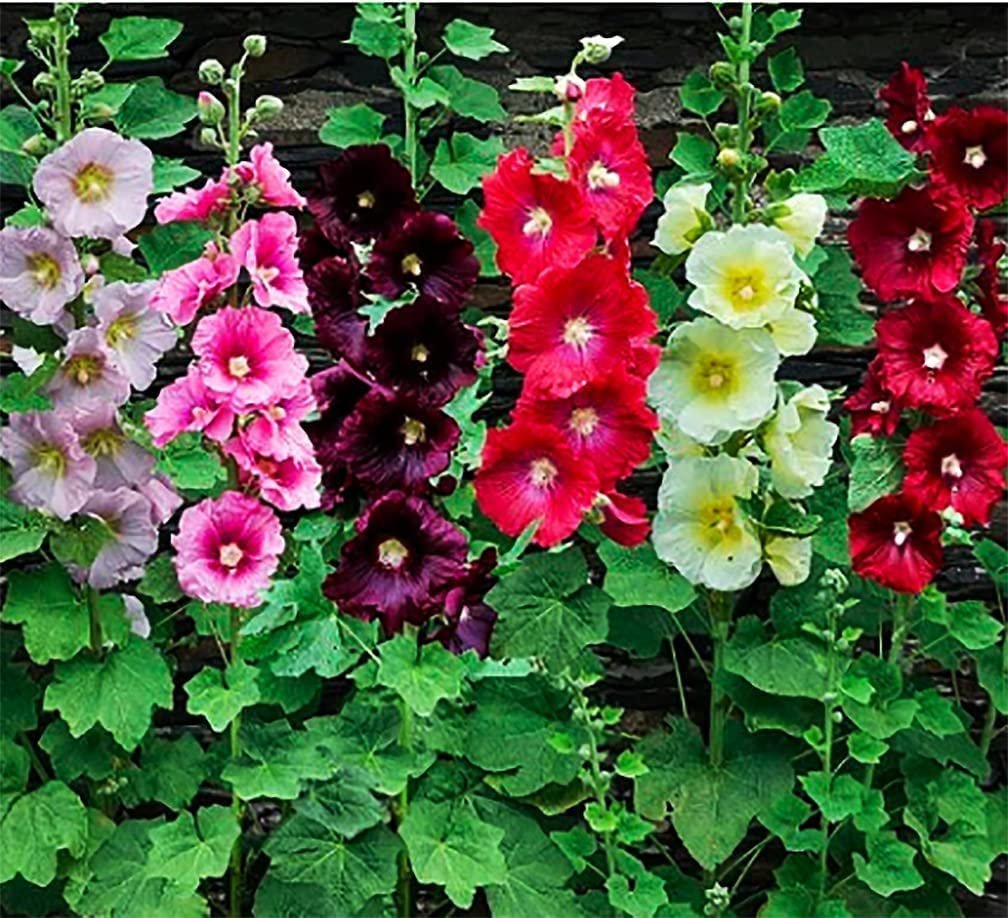 Hollyhock Tall flower seeds for growing tall, colorful hollyhock blooms in gardens, borders, and flower beds.