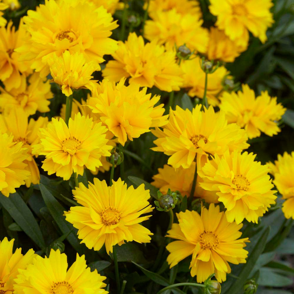 Close-up of Coreopsis Lanceolata flowers showing bright yellow daisy-like blooms ideal for garden beds and containers.