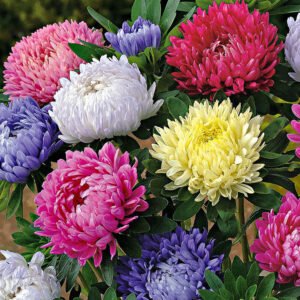 Aster Formula Mix flower seeds for growing colorful aster blooms in gardens, flower beds, pots, and containers.