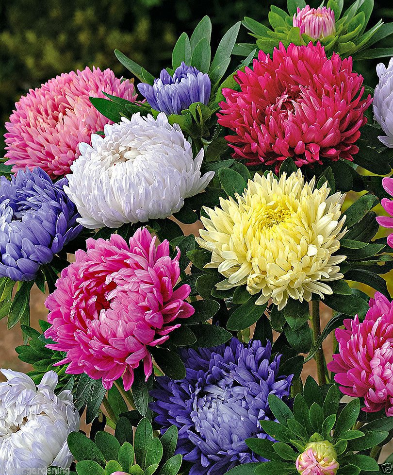 Aster Formula Mix flower seeds for growing colorful aster blooms in gardens, flower beds, pots, and containers.