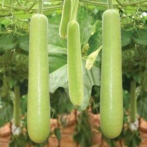 Long bottle gourd vegetable seeds for planting and growing fresh, healthy long bottle gourds in home gardens and farms.