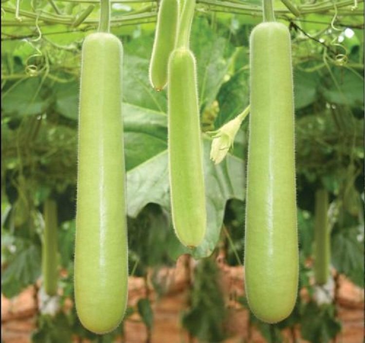 Long bottle gourd vegetable seeds for planting and growing fresh, healthy long bottle gourds in home gardens and farms.