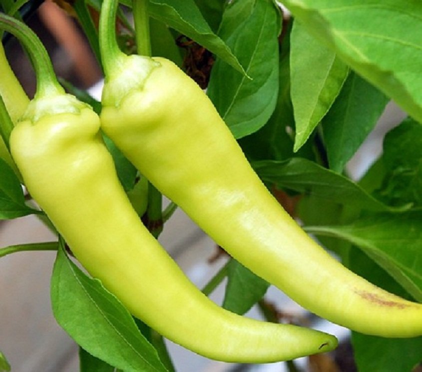 Banana pepper vegetable seeds for planting and growing fresh, mild, sweet peppers in home gardens and farms.