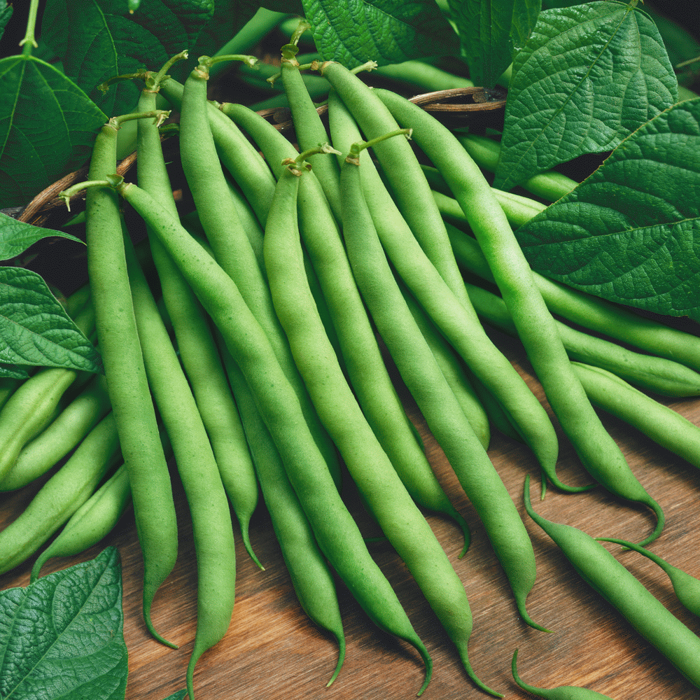 Lablab flat beans (Chedi Avarai) plant with fresh green pods, grown from Gardeny Seeds vegetable seeds in home gardens and farms.